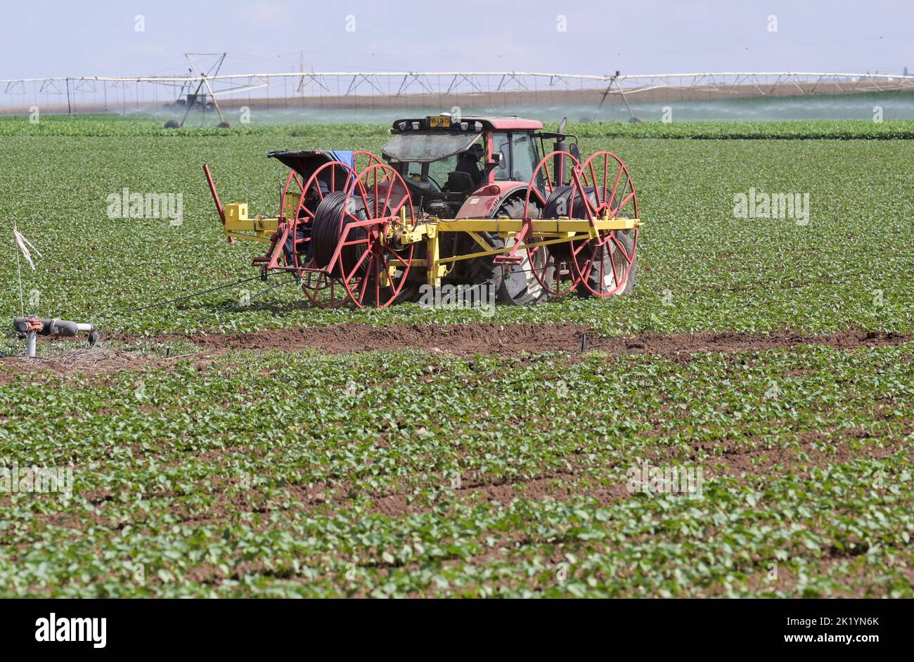 ISRAELE, fattoria kibbutz, posa tubo per irrigazione a goccia con acque reflue riciclate, fondo pivot cerchio irrigatore sistema di irrigazione in campo di cotone / Kibutz Farm, Verlegen von Schläuchen für Tröpfchenbewässerung mit aufbereitetem Schmutzwasser im Baumwollfeld , Hintergrund pivot Kreisbewässerung Foto Stock