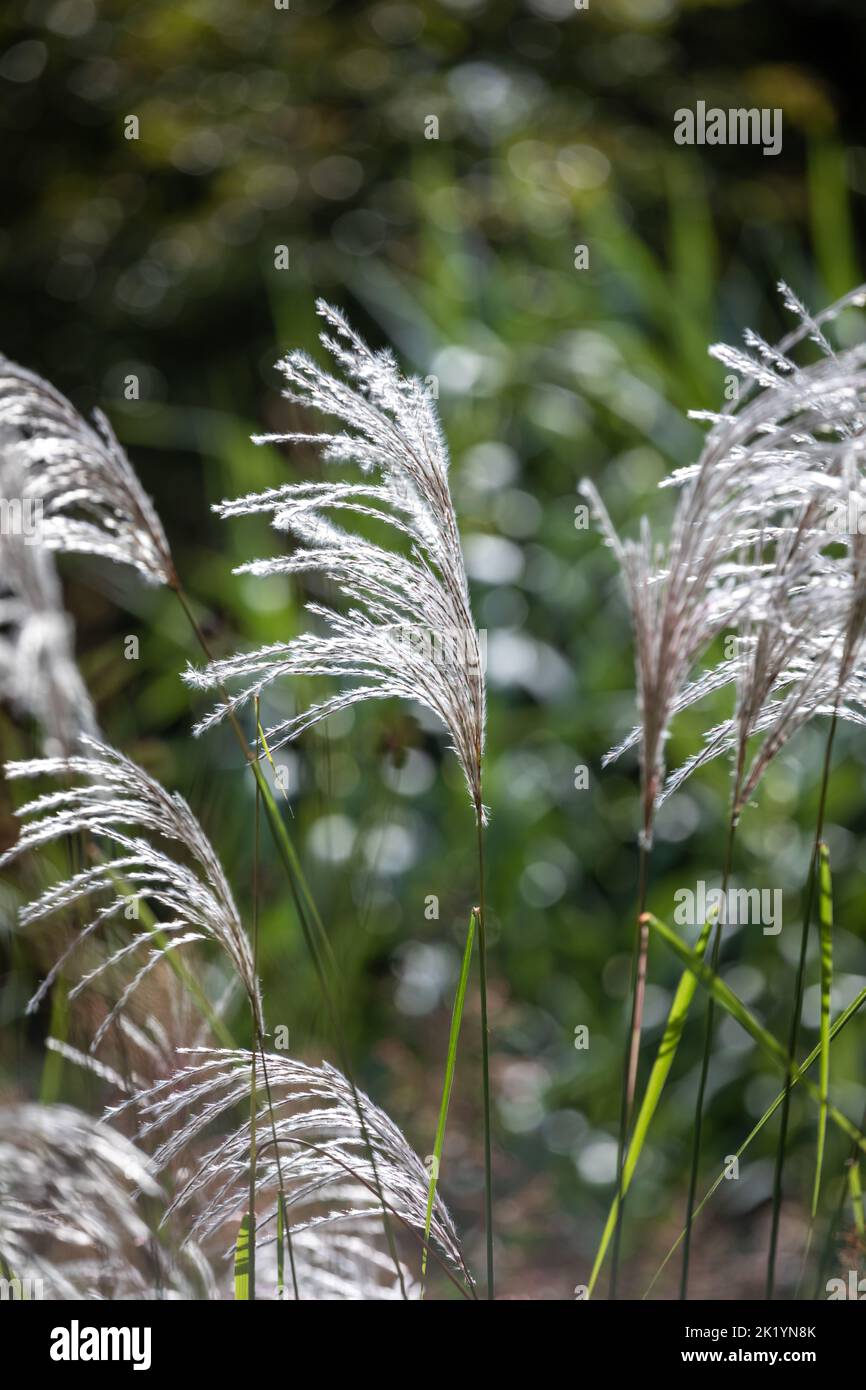 Erba ornamentale Miscanthus sinensis 'Nishidake' - fiori bianco-argenteo e piume tenuti in alto sul fogliame Foto Stock