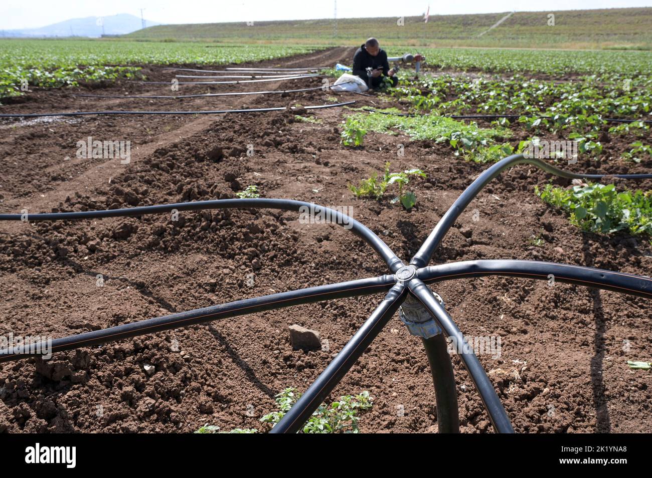 ISRAELE, fattoria kibbutz, posa di tubo per irrigazione a goccia con acque reflue riciclate / fattoria Kibutz, Verlegen von Schläuchen für Tröpfchenbewässerung mit aufbereitetem Schmutzwasser aus einem Klärwerk Foto Stock