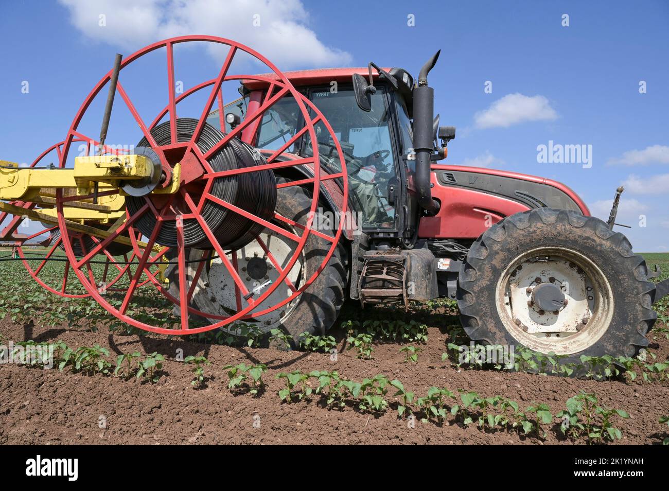 ISRAELE, fattoria di kibbutz, posa di tubo per irrigazione a goccia con acque reflue riciclate da impianto di trattamento in campo di cotone / fattoria di Kibutz, Verlegen von Schläuchen für Tröpfchenbewässerung mit aufbereitetem Schmutzwasser aus einem Klärwerk in einem Baumwollfeld Foto Stock