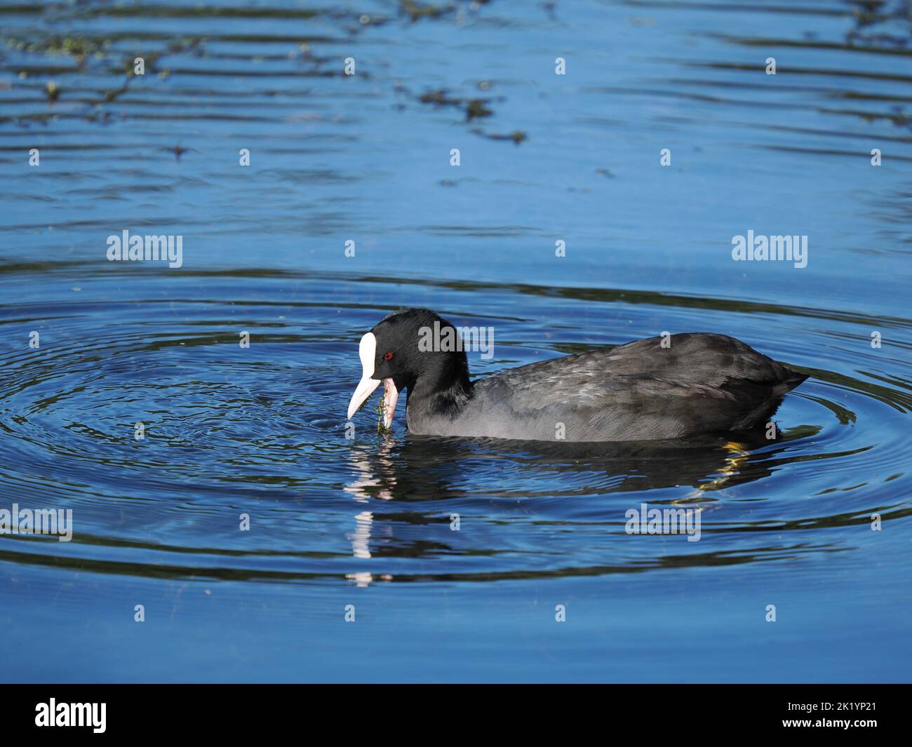 In Autumn Coots si nutrirà più collettivamente, anche se tutti gli uccelli residenti possono essere aperti a un aggressivo scoppio. Foto Stock