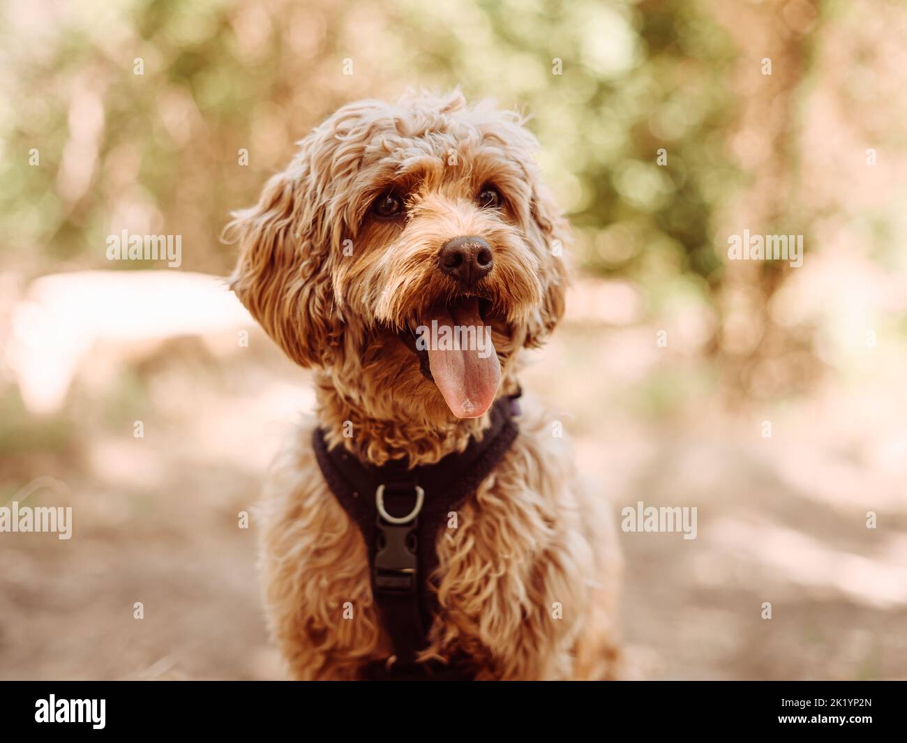 Cavapoo cane indossare imbracatura nera seduta stabile con linguetta fuori, guardando a sinistra. Cane femmina con pelliccia riccia seduta sul piede nel bosco. Foto Stock