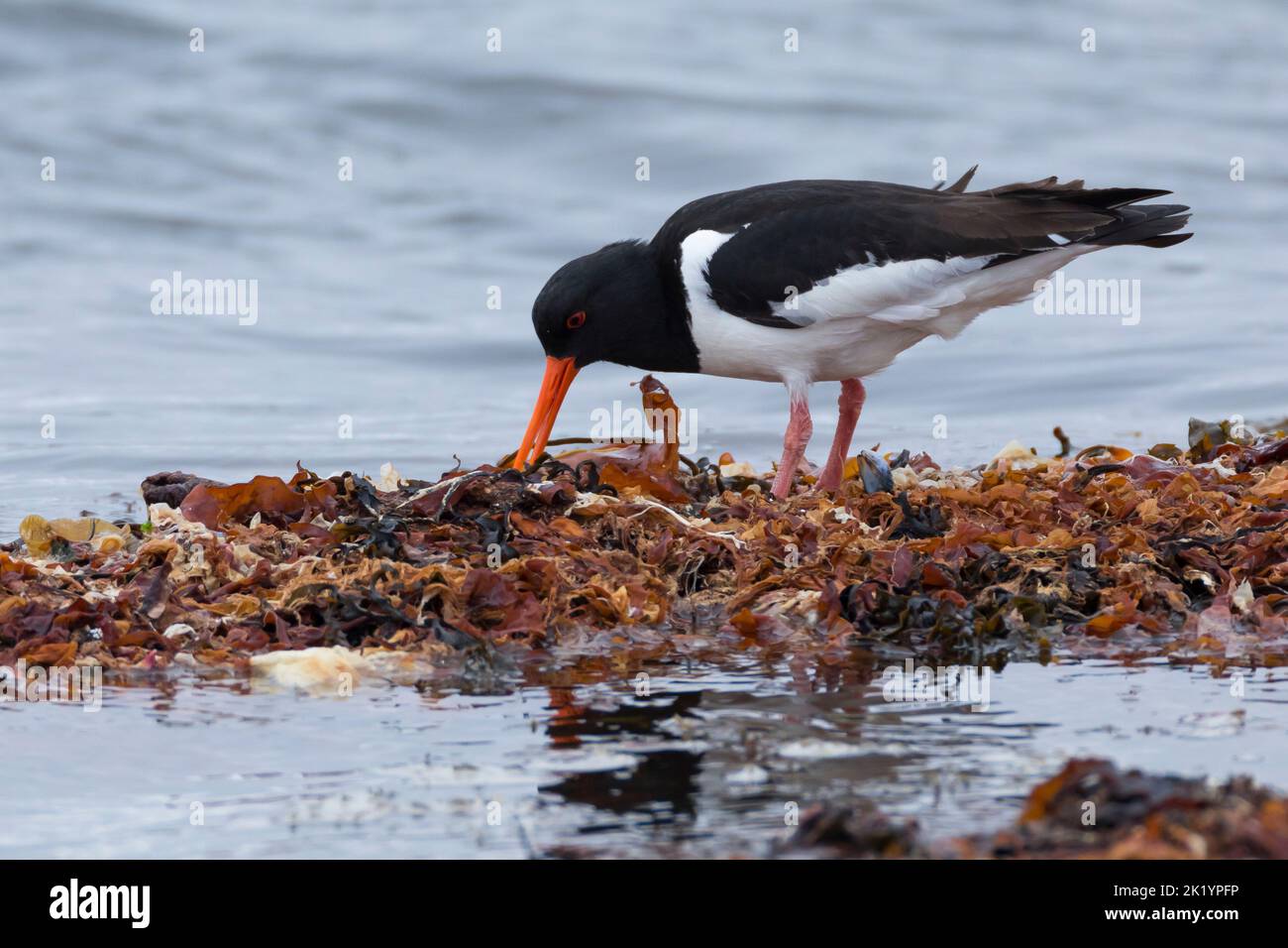 Austernfischer, Austern-Fischer, Haematopus ostralegus, Oystercatcher, Eurasian oystercatcher, Ostercatcher pied comune, Ostercatcher palaeartico, H Foto Stock