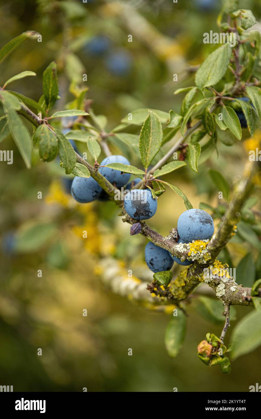 Sloe Berries su una pianta di Blackthorn all'inizio di autunno Foto Stock