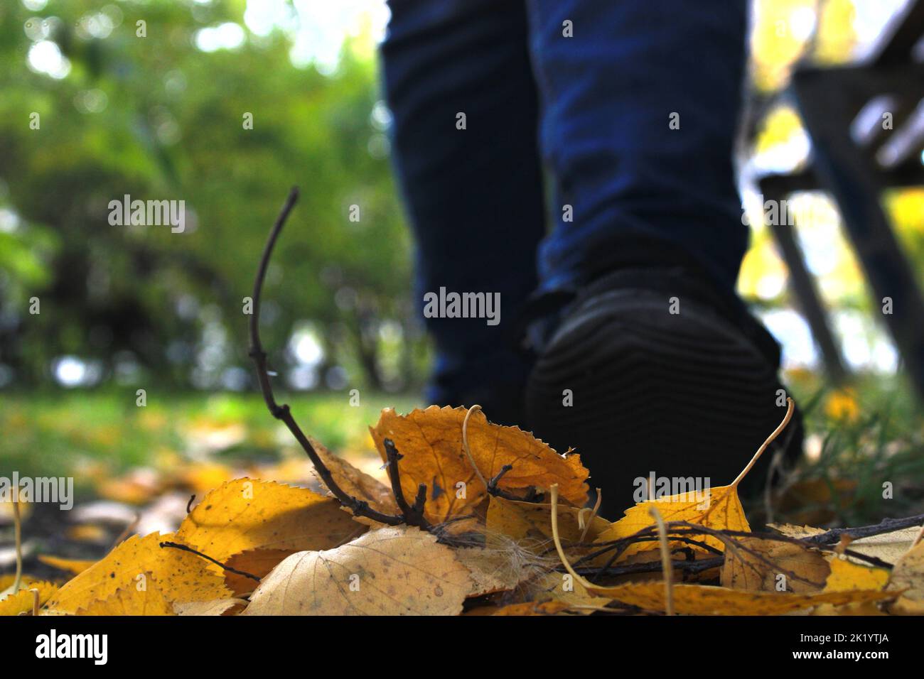 Gambe da donna in jeans blu e sneaker nere sullo sfondo delle foglie giallo-arancio autunnali. Sfondo sfocato. Foto Stock