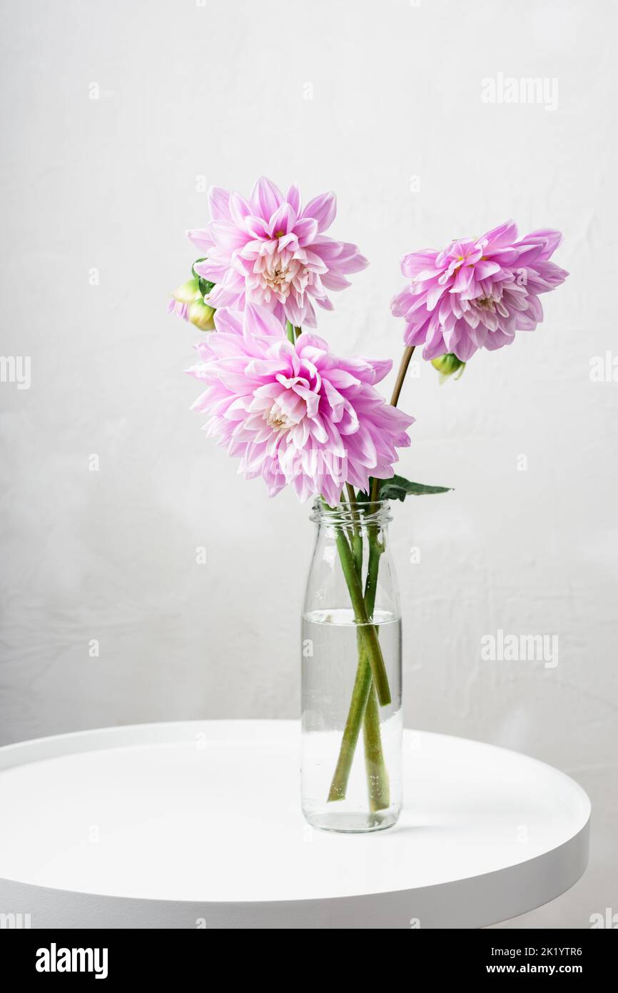 Bouquet di fiori di dahlia rosa in vaso di vetro. Foto Stock