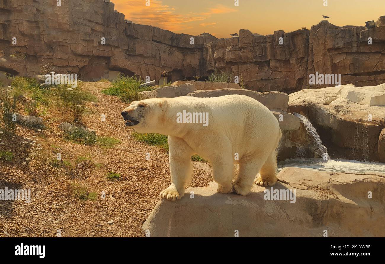 orso polare in piedi sulla roccia all'interno di uno zoo Foto Stock