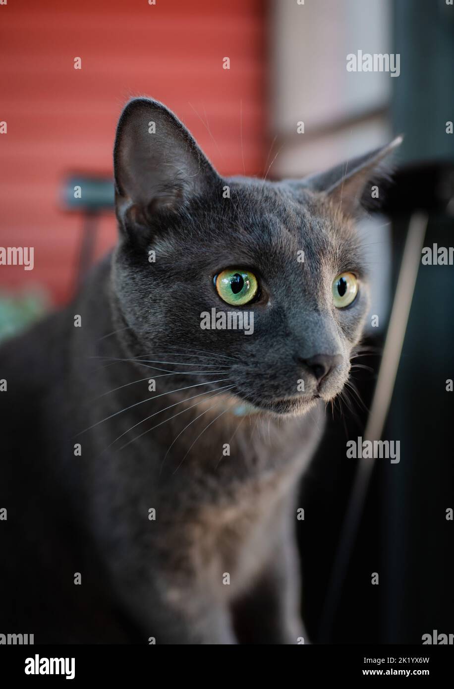 Primo piano della faccia di un gatto nero con occhi verdi luminosi. Foto Stock