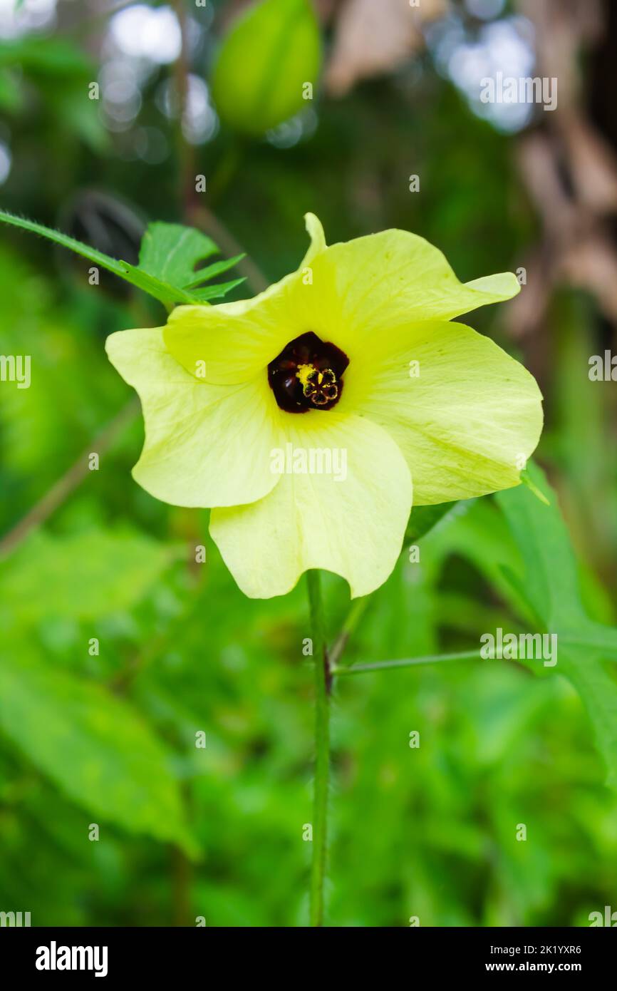le piante selvatiche prosperano, fiori freschi e belli Foto Stock