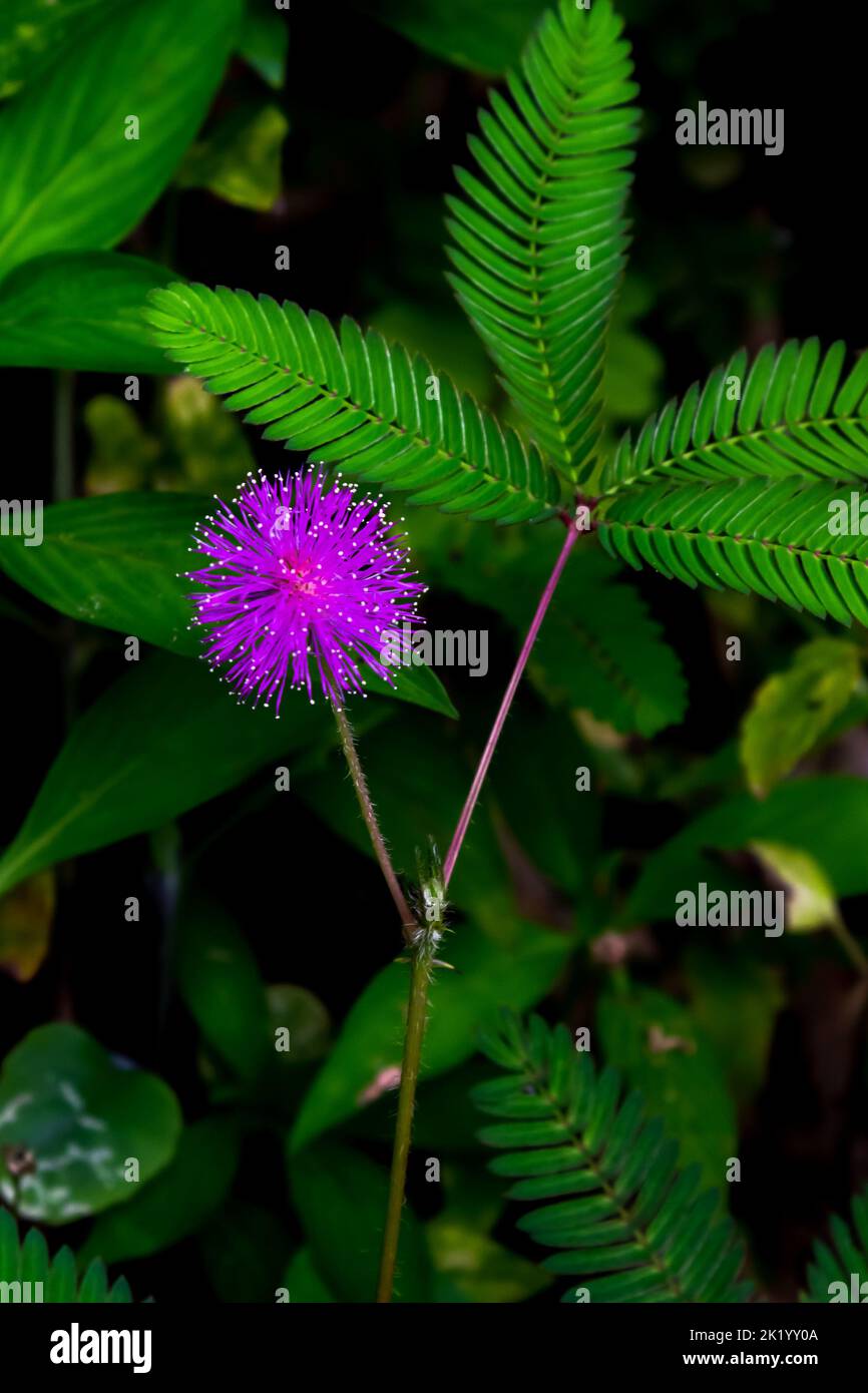 Mimosa pudica fiore viola cresce molto nella giungla o l'ambiente tropicale dell'Asia Foto Stock