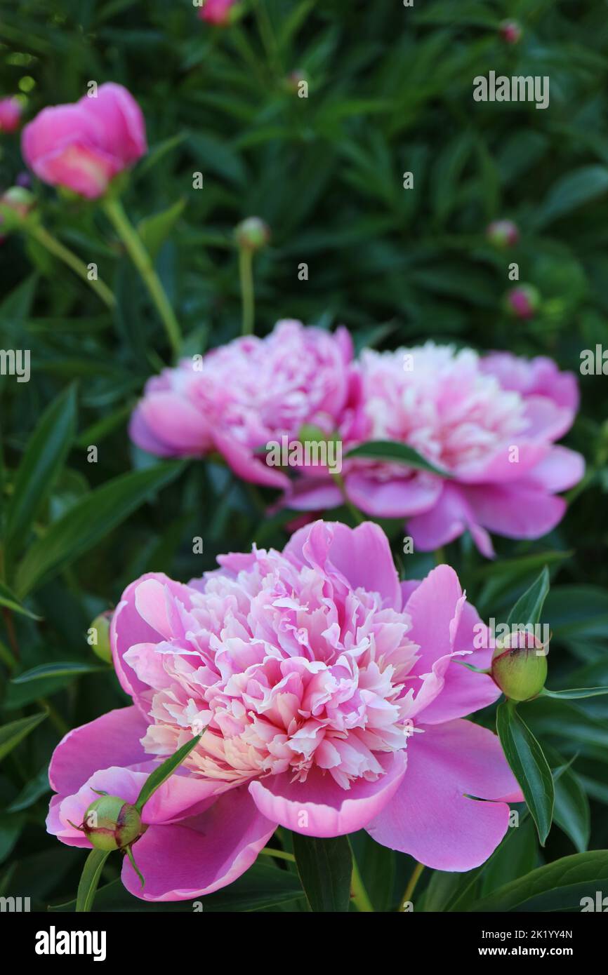Peonia rosa con delicati petali e boccioli, peonia con foglie verdi in giardino, macro fiore rosa, testa fiore, peonia fioritura, foto floreale, macro Foto Stock