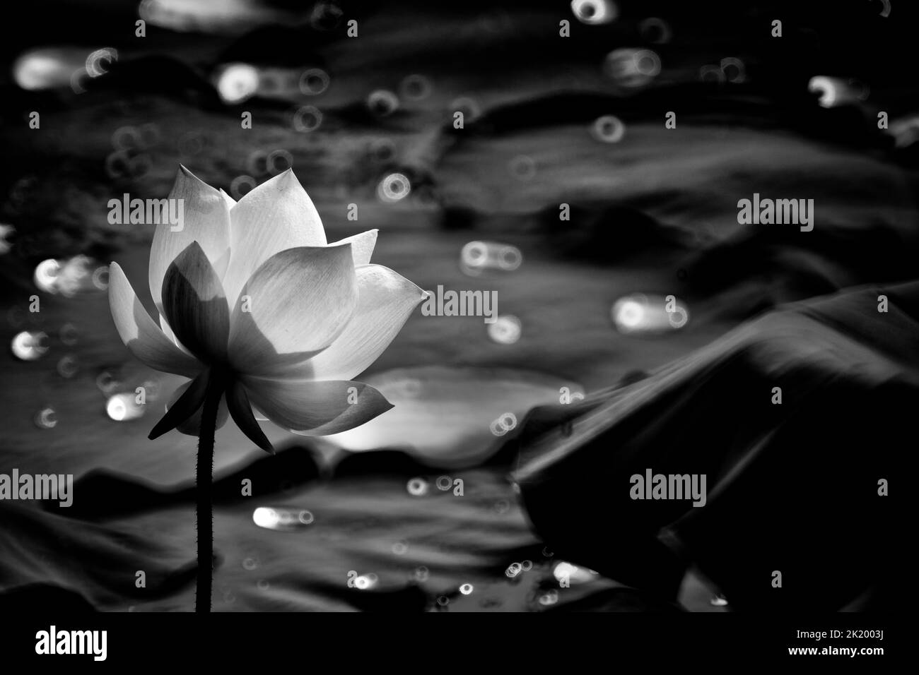 Fiore di loto monocromatico nel lago Foto Stock