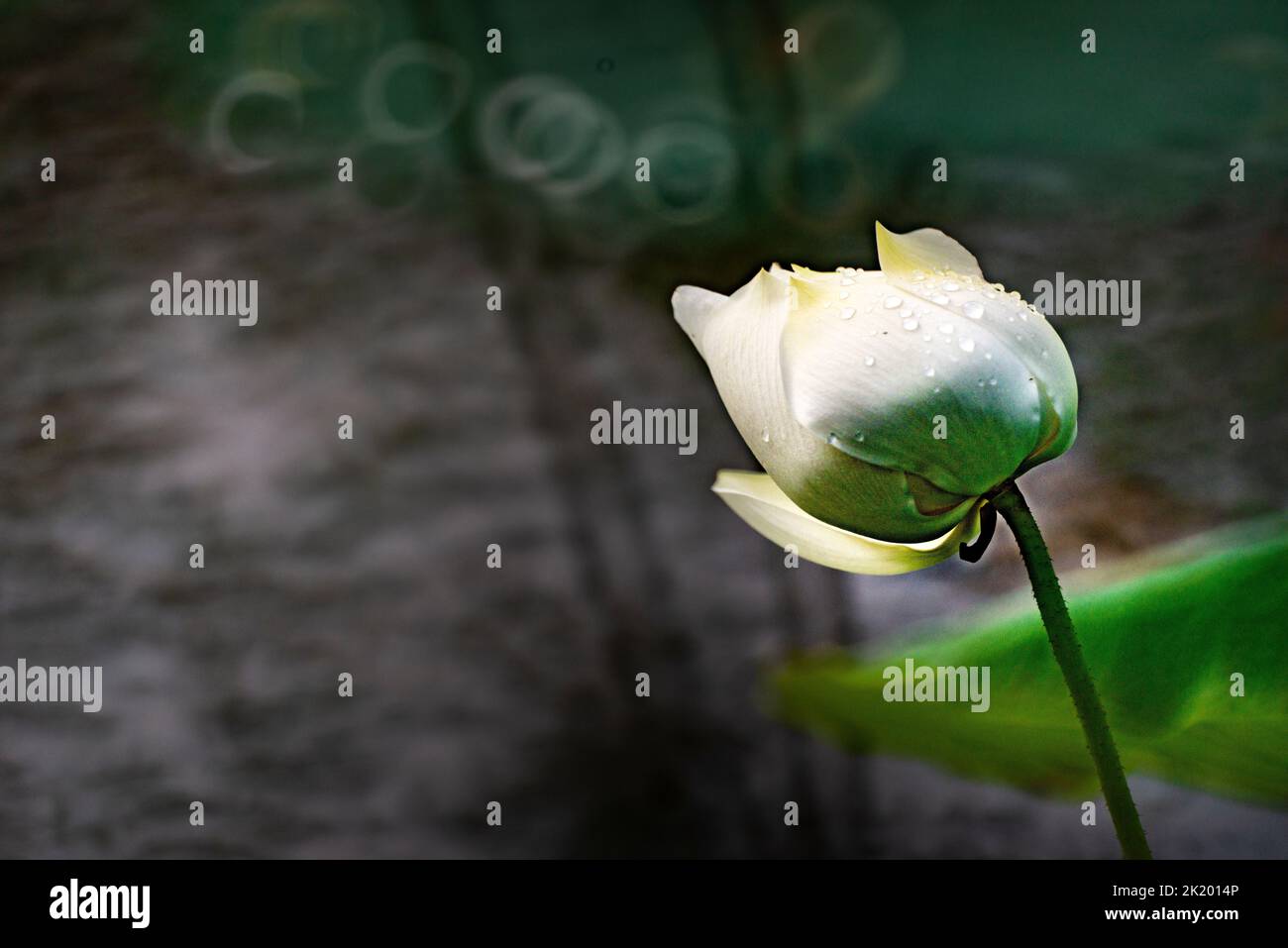 Fiore di loto in piena fioritura nel lago Foto Stock