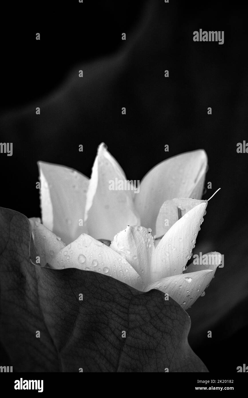 Fiore di loto monocromatico nel lago Foto Stock