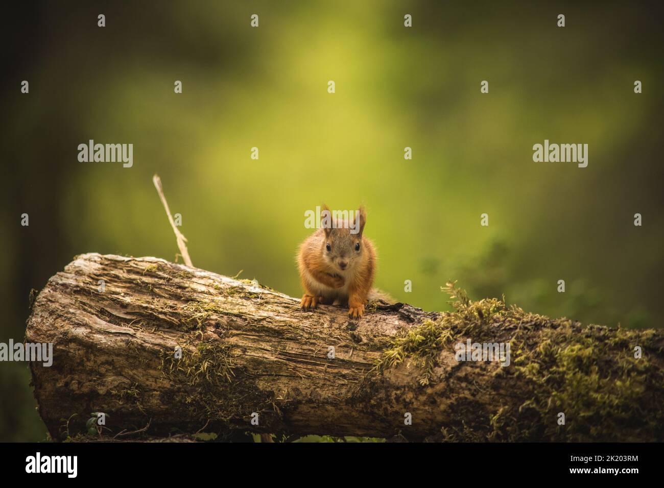 Scoiattolo in Finlandia Foto Stock