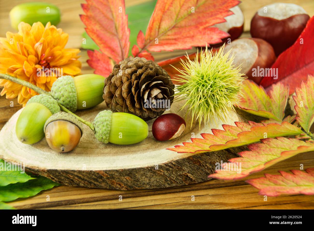 Decorazione autunnale e naturale con castagne, foglie, maroni e fiori su sfondo ligneo Foto Stock