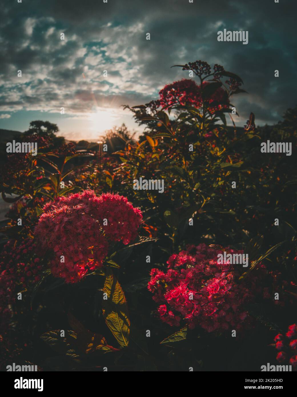 Fiori nel giardino delle erbe dell'ospedale universitario di Haukeland Foto Stock