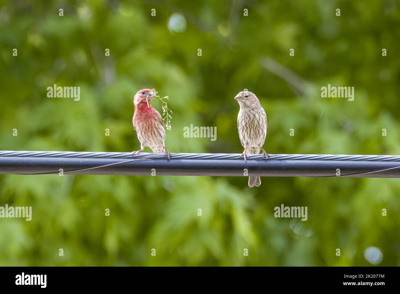 Le due trincee viola appollaiate su un filo su uno sfondo verde Foto Stock