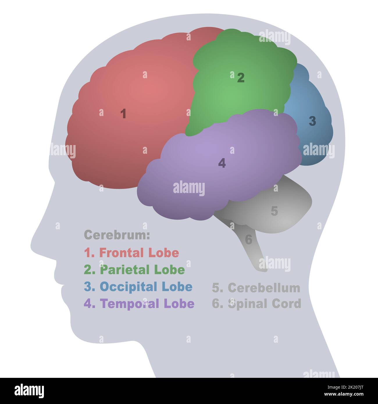 Lobi cerebrali, regioni anatomiche del cervello, lobo frontale, parietale, occipitale e temporale, cervelletto e midollo spinale, vista profilo. Foto Stock