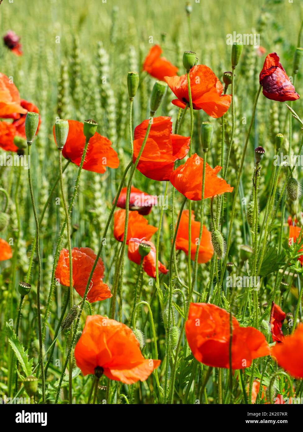 Primo piano di fiori di papavero rosso sullo sfondo sfocato di un campo di segale verde Foto Stock