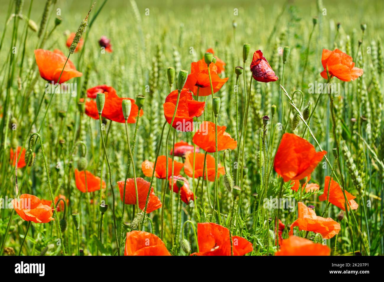 Primo piano di fiori di papavero rosso sullo sfondo sfocato di un campo di segale verde Foto Stock