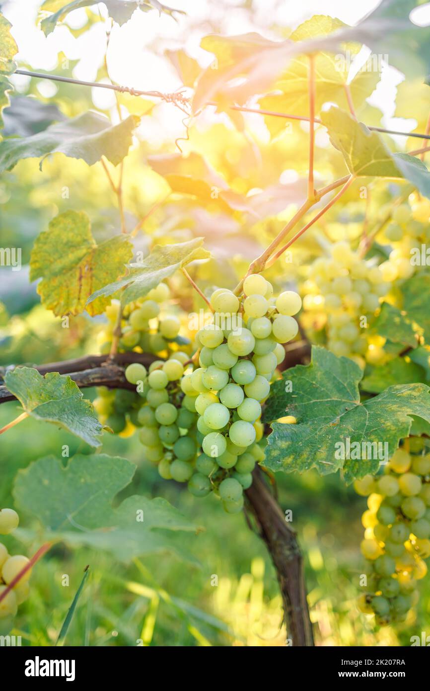 Primo piano immagini della raccolta di uve da tavola in una fattoria di uve da tavola in Polonia. Spazio di copia. Concetto di agricoltura, giardinaggio e vinificazione. Foto Stock