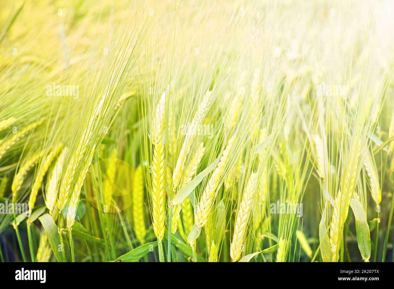 Nature mature raccolta - grano. Grano maturo - pronto per la raccolta. Foto Stock