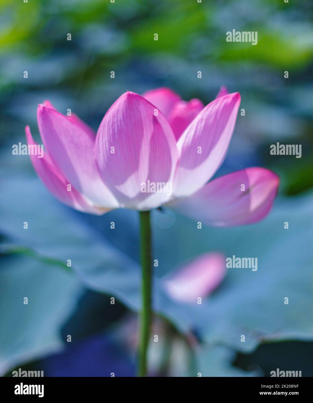 Una bellissima Ninfea rosa o fiore di loto in stagno Foto Stock