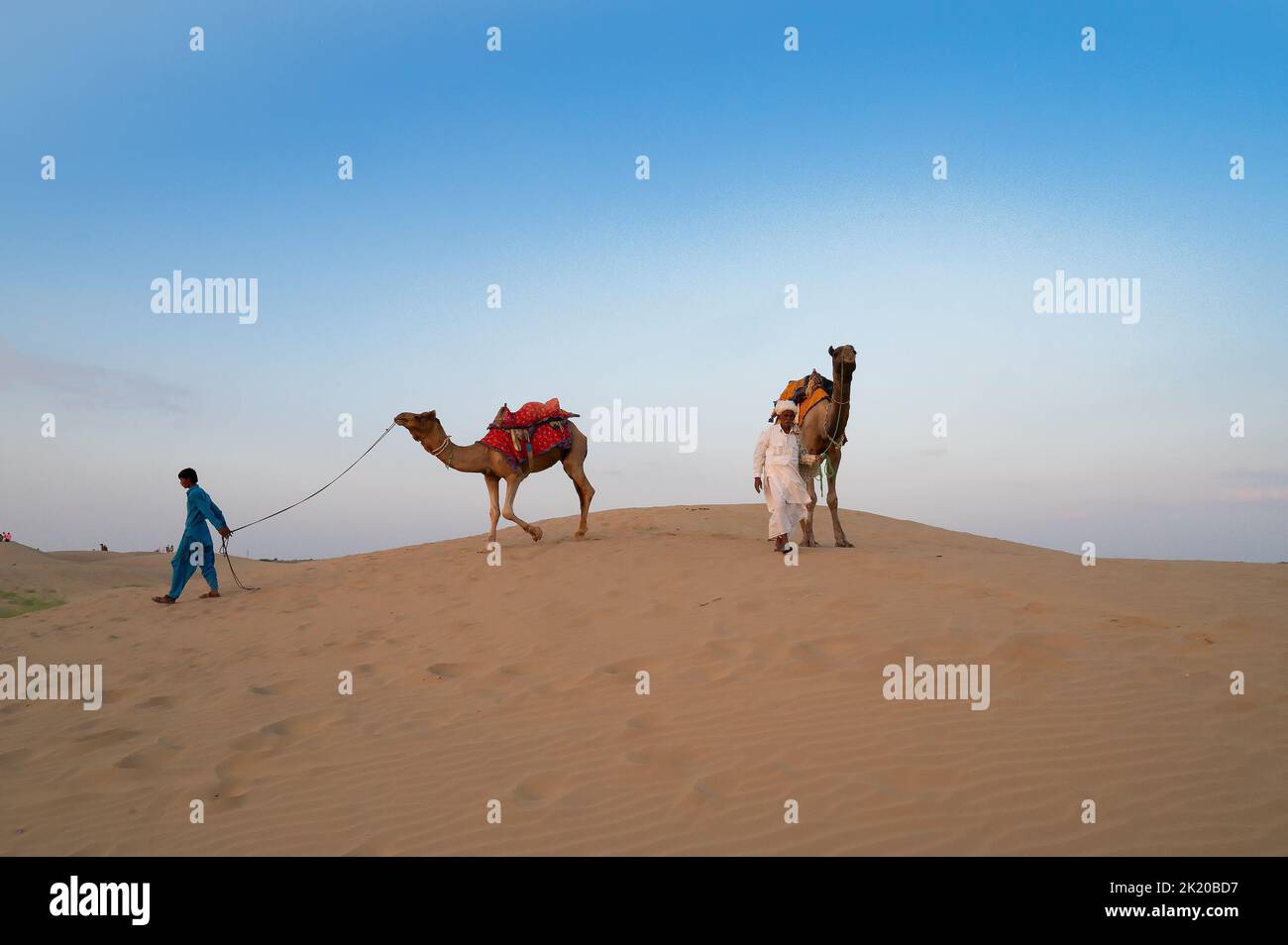 Thar Desert, Rajasthan, India - 15th Ottobre 2019 : Cameleers che riprendono i loro cammelli, Camelus dromedarius dopo le gite turistiche al crepuscolo in dune di sabbia. Foto Stock