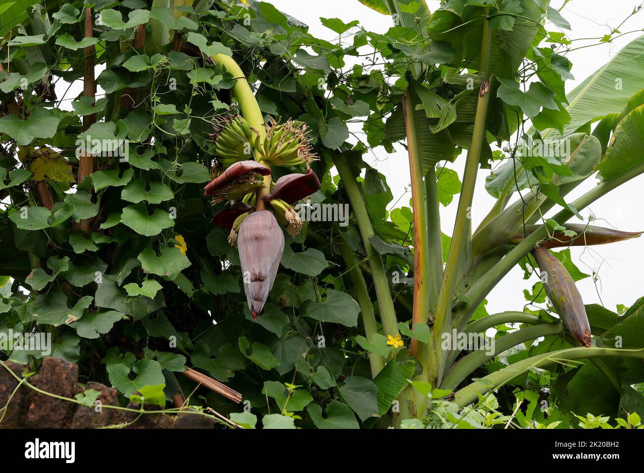 Albero di banana verde all'interno dell'edificio photo - Photo Berlin