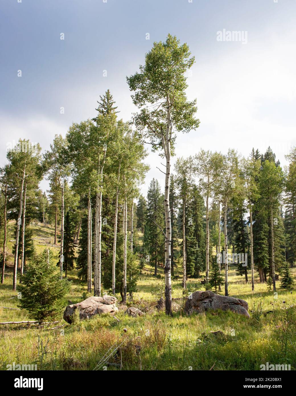 Montane Ecosystem, Aspen e conifere, Staunton state Park, Colorado, Stati Uniti Foto Stock