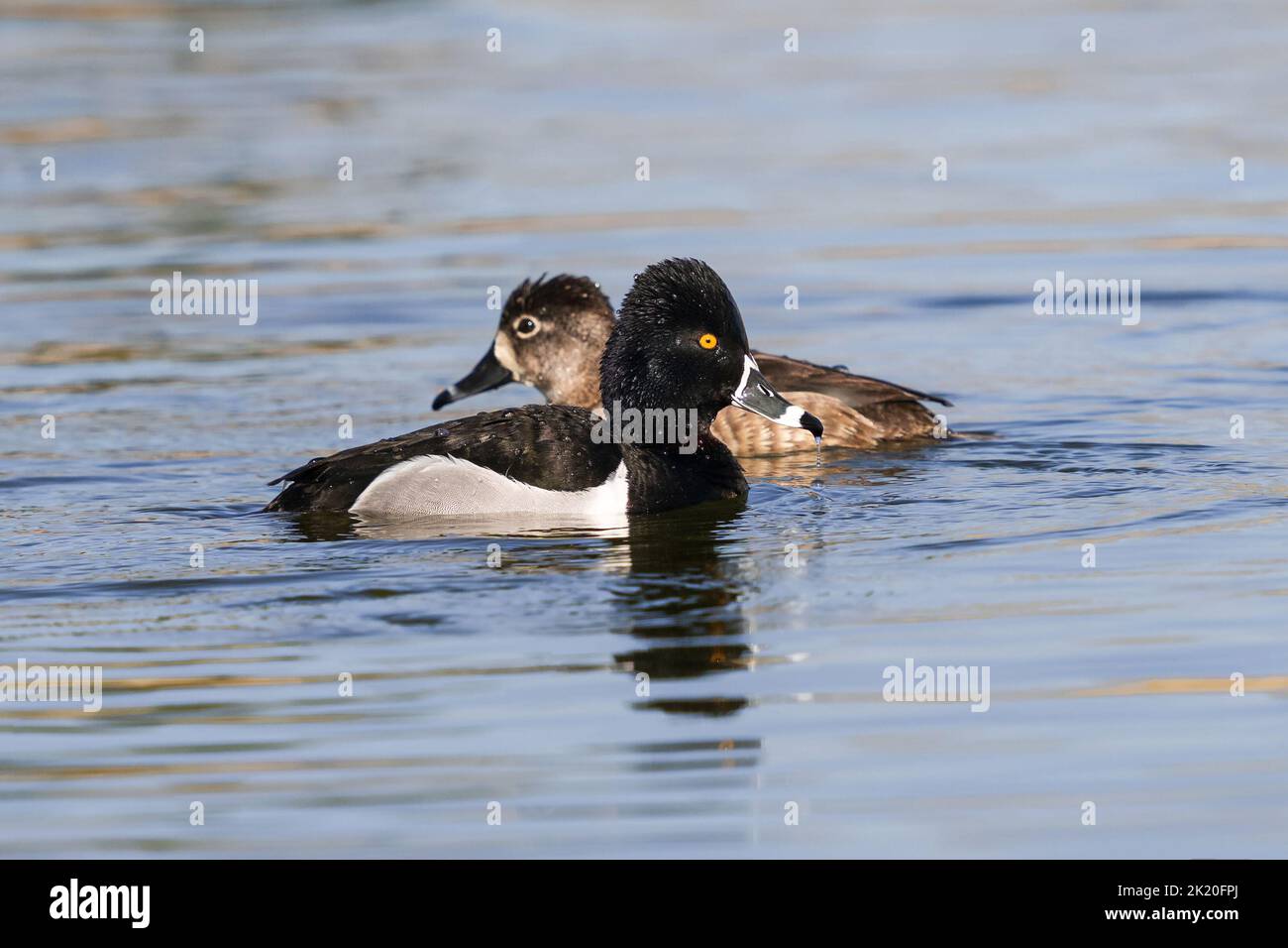 Un drake anatra con collo ad anello che attraversa il percorso di una femmina anatra con collo ad anello mentre nuotano intorno a un lago in primavera. Foto Stock