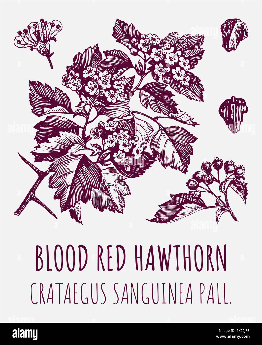 Disegni vettoriali di sangue biancospino rosso. Illustrazione disegnata a mano. Nome latino CRATAEGUS SANGUINEA PALL. Foto Stock