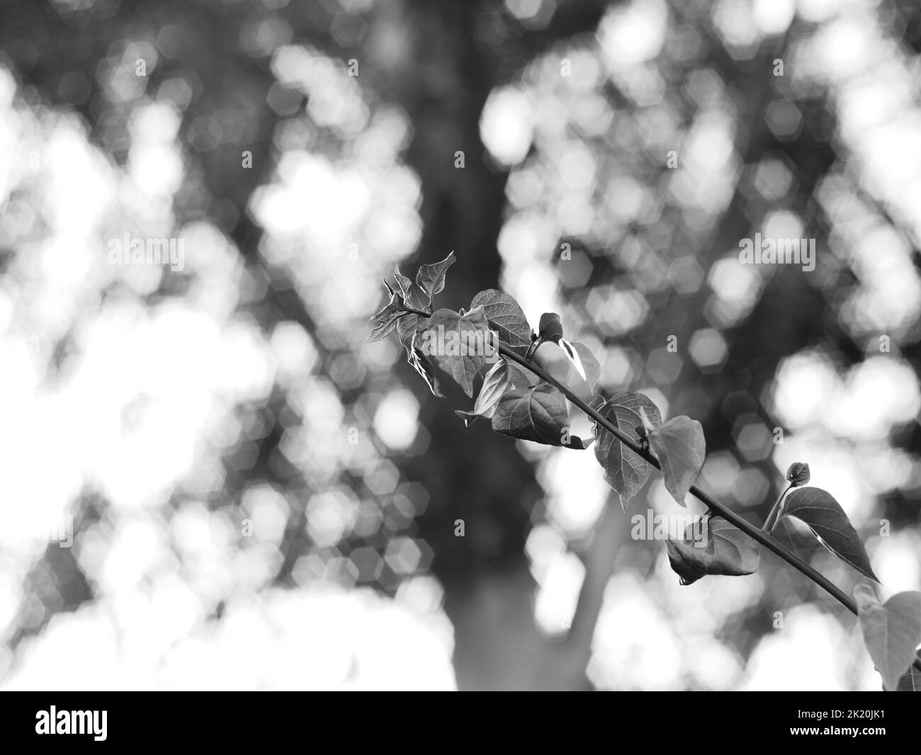 Un primo piano in scala di grigi delle foglie essiccate sull'albero Foto Stock