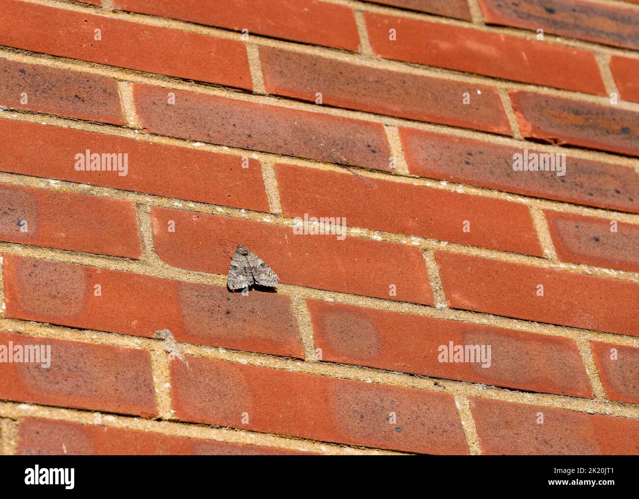 Primo piano di una falena rossa (Catocala nupta) catturata alla luce del giorno Foto Stock