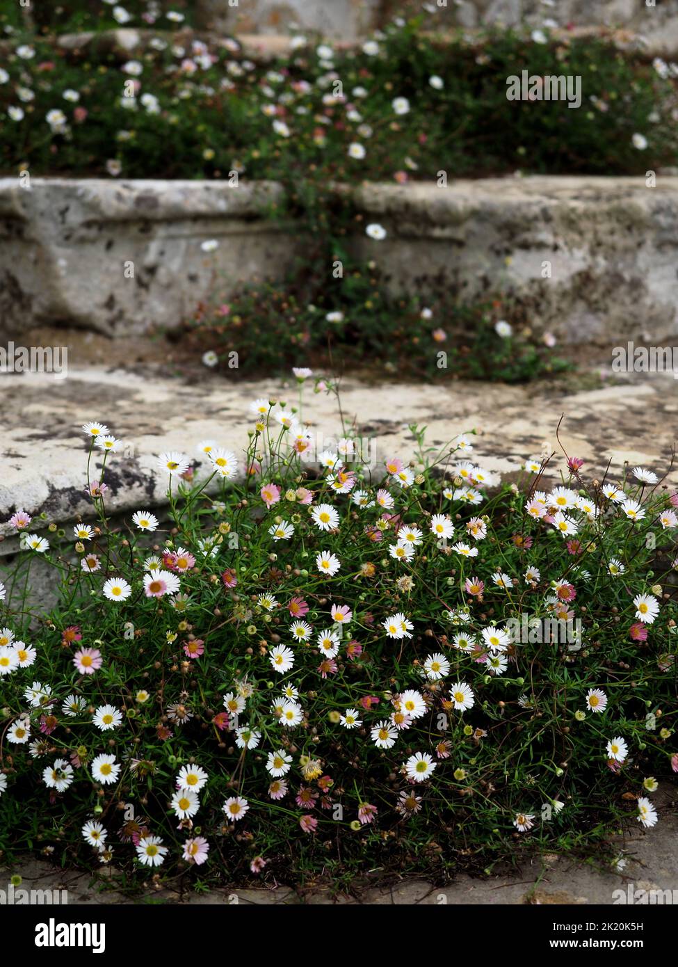 Pratoline crescente a gradini in pietra, Canons Ashby House, Northamptonshire Foto Stock