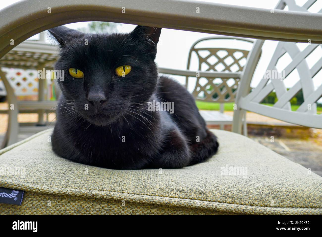Un gatto nero seduto su una sedia Foto Stock
