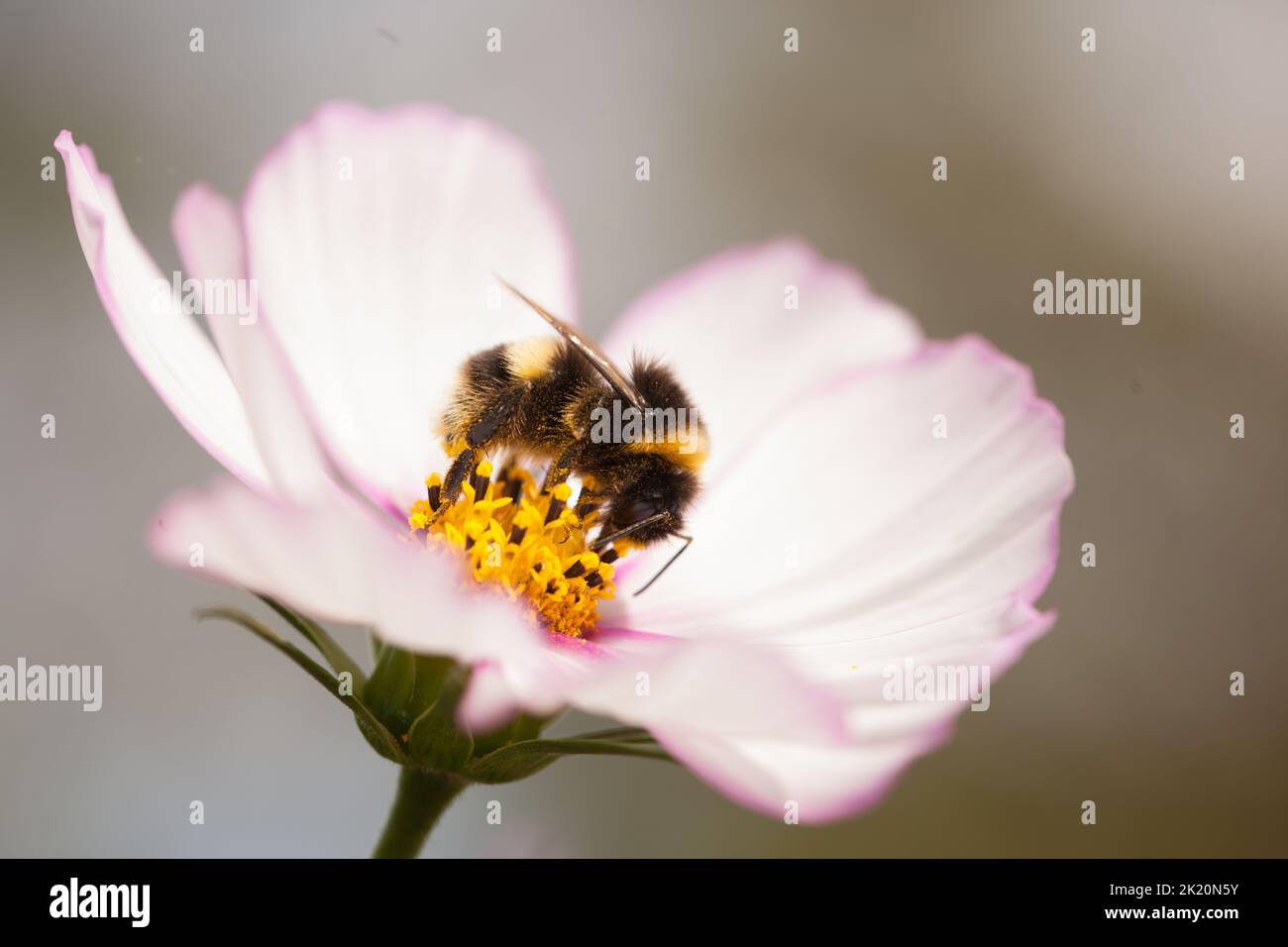 Macro di un bumblebee dalla coda bianca (Bombus lucorum) su un fiore bicolore di cosmo bipinnatus . Foto Stock