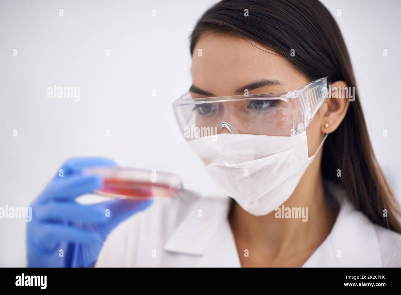 La sicurezza è fondamentale quando si lavora con materiali biologici. Una scienziata femminile che osserva la cultura in un piatto. Foto Stock