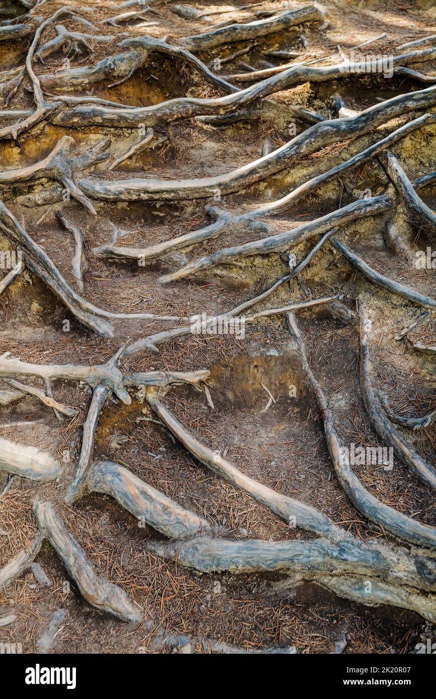 Vecchie radici di alberi gnarled; cascate di Sunwapta; Jasper National Park; Alberta; Canada Foto Stock