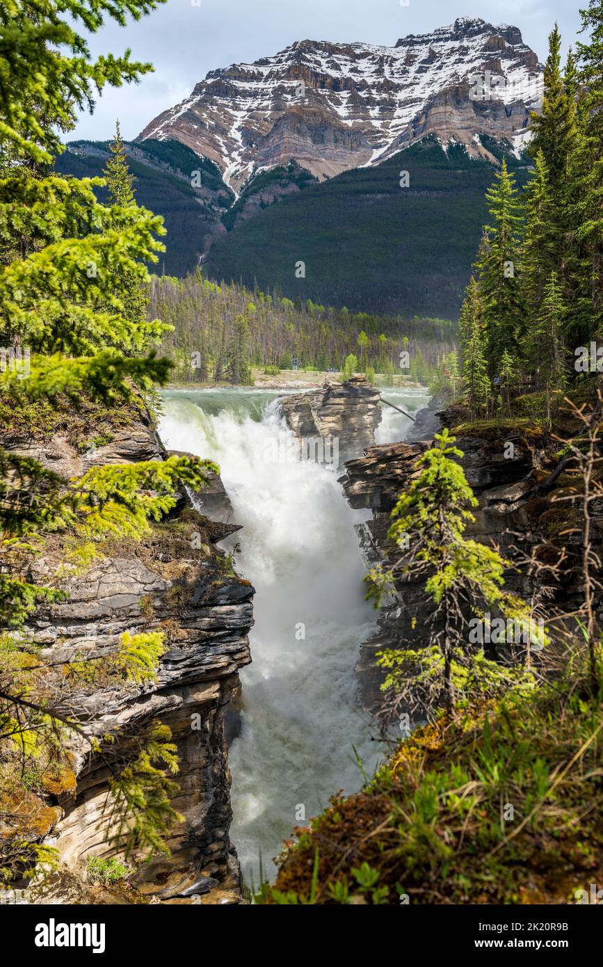 Cascate di Athabasca; Jasper National Park; Alberta; Canada Foto Stock