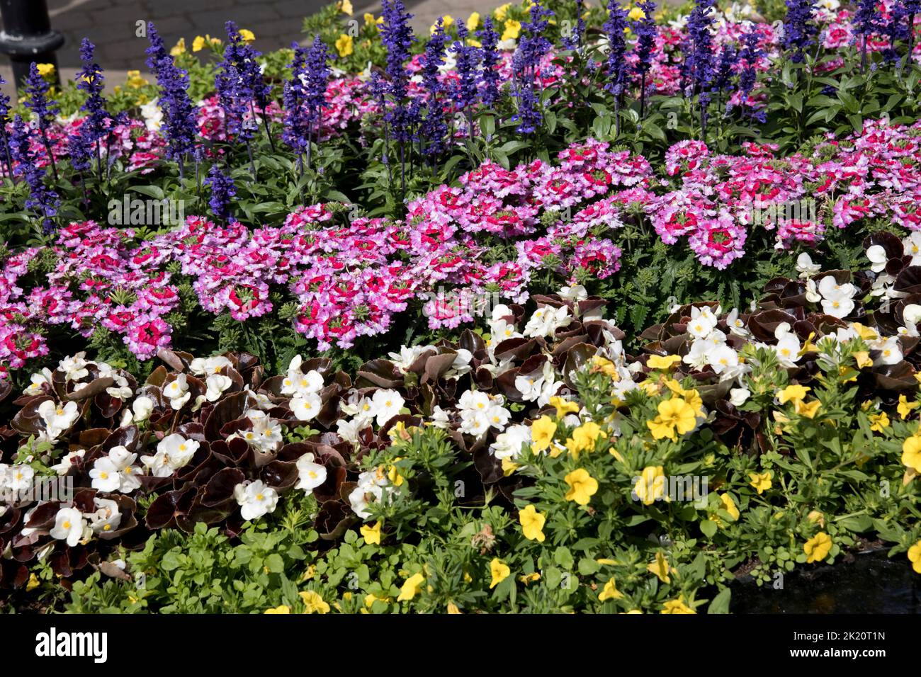 Esposizione di fiori colorati giardino RHS Rosemoor Devon Foto Stock