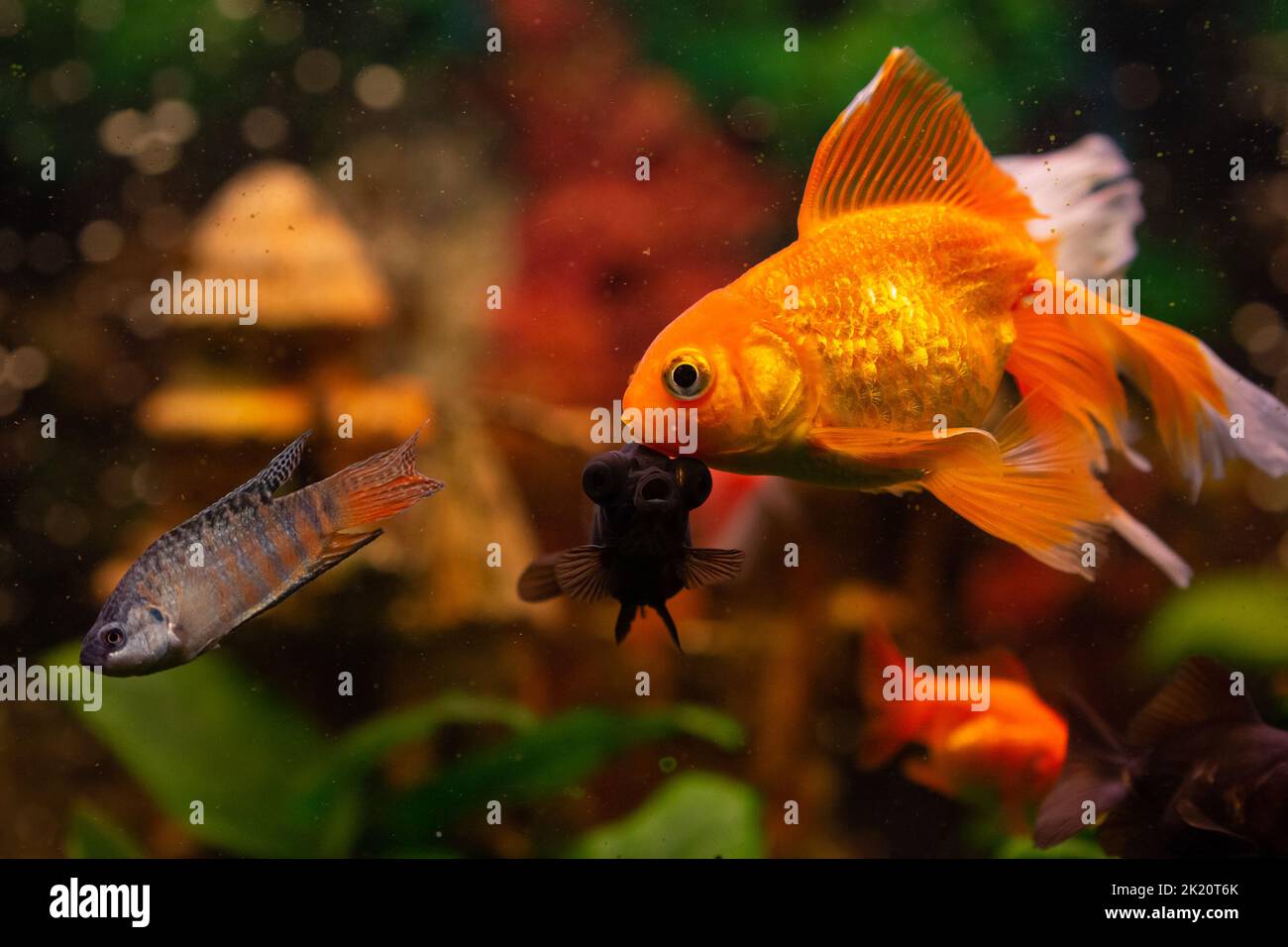 Pesci d'oro e altri pesci in acquario d'acqua dolce Foto Stock