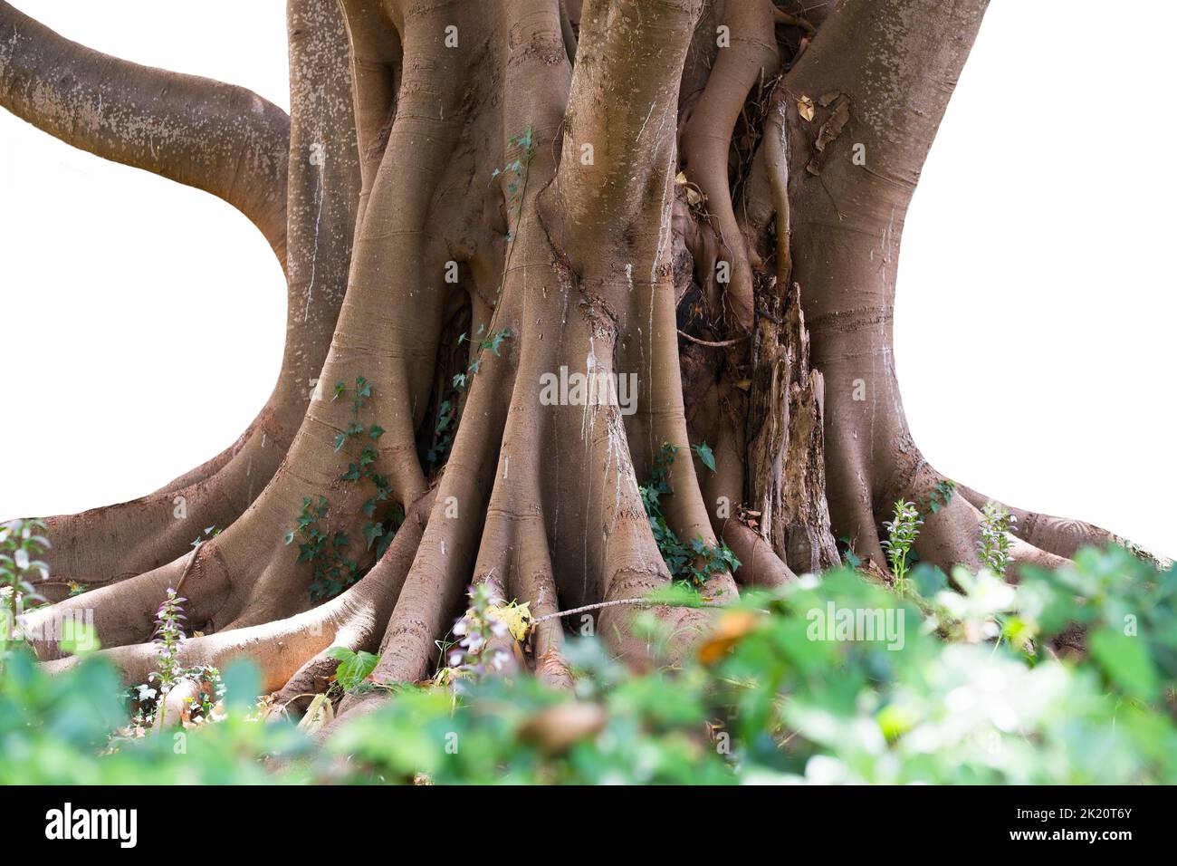 Bush indiano di gomma (Ficus elastica) tronco e radici Foto Stock