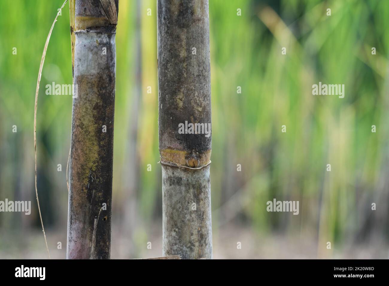 Vista dettagliata di due succosi gambi di canna da zucchero, materia prima coltivata per la lavorazione e la produzione di Panela e zucchero, nella montagna colombiana Foto Stock