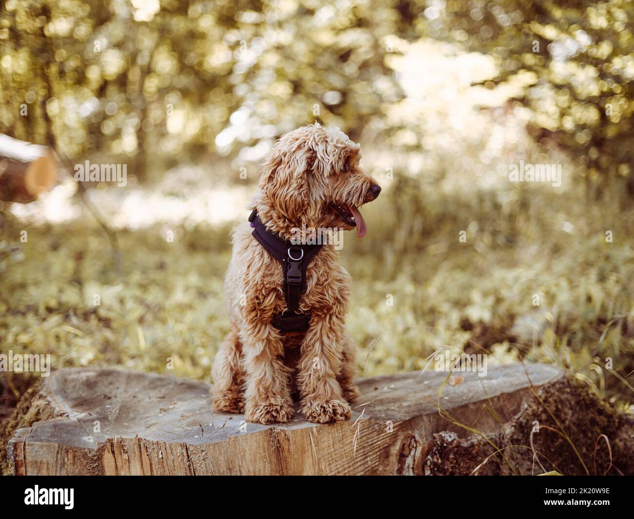 Cavapoo cane indossare imbracatura nera seduta stabile con linguetta fuori, guardando a sinistra. Cane femmina con pelliccia riccia seduta sul piede nel bosco. Foto Stock