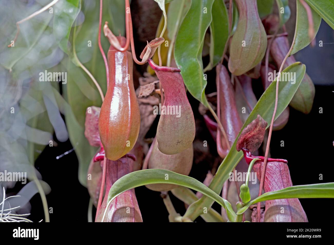 Pitcher piante Cotswold Wildflie Park, Burford, Regno Unito Foto Stock