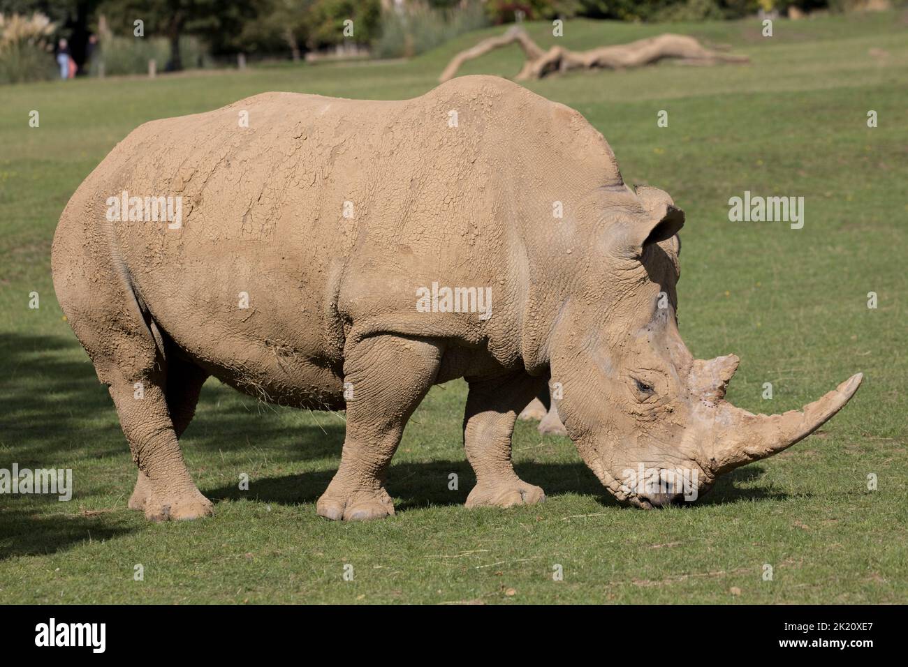 Southern White rhino Ceratotherium simum Cotswold Wildflie Park, Burford, Regno Unito Foto Stock