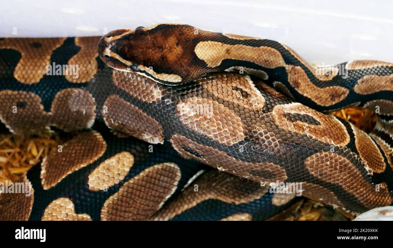 serpente di python o boa in primo piano con sfondo bianco vibrante Foto Stock