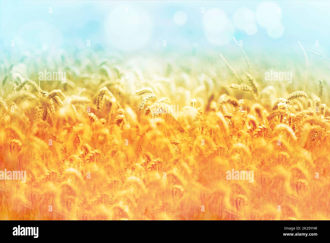 Nature mature raccolta - grano. Grano maturo - pronto per la raccolta. Foto Stock